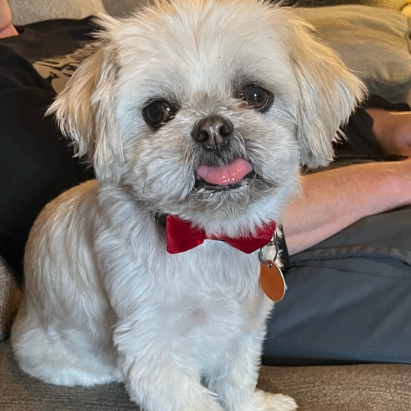 Meet your Posher, Jennifer - Picture 4 of 4